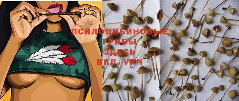 Галлюциногенные грибы Cubensis  блэк спрут ссылки  Чистополь  закладка 