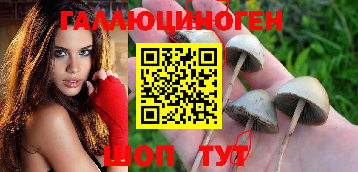 Псилоцибиновые грибы Psilocybe  как найти закладки  Чистополь  Вход с VPN 
